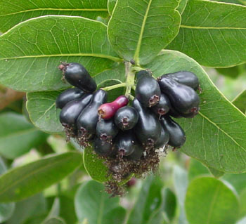 Syzygium cordatum